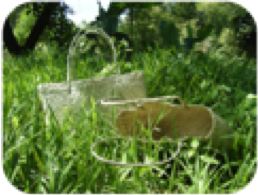 Pandan Basket